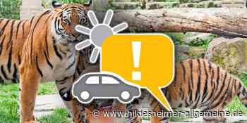 Das wird heute in Hildesheim wichtig: Tiger, Archäologie, Hochspannung - www.hildesheimer-allgemeine.de