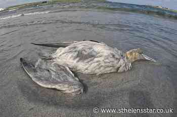 Scottish Government urged to act over rising seabird deaths - St Helens Star