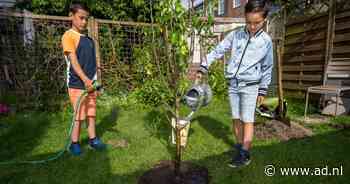 Wie wil een gratis boom? | Den Haag - AD.nl