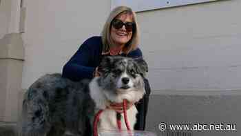 Can't afford to buy dog food? Red Cross sees surge in pet owners seeking help