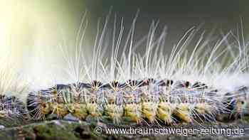 Gefährliche Raupen im Landkreis Helmstedt - Braunschweiger Zeitung