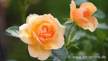 Was Gartenfans über Rosen wissen sollten