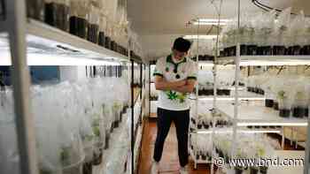 Thailand makes marijuana legal, but smoking discouraged - Belleville News-Democrat