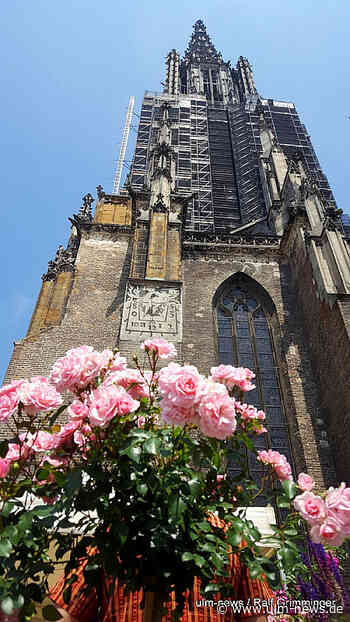 Beliebter Rosenmarkt auf südlichem Münsterplatz in Ulm