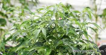 State hosting Schenectady forum for conditional retail marijuana licenses – The Daily Gazette - The Daily Gazette