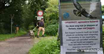 Gemeente waarschuwt voor agressieve buizerds in Stropersbos: “Ga niet joggen” - Het Laatste Nieuws