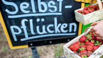 Erdbeeren pflücken: Was muss ich beachten?