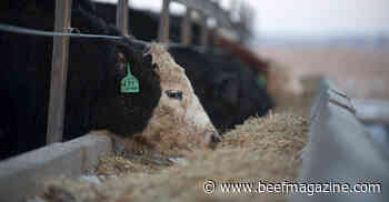 7 steps to prepare calves for feedyard, market