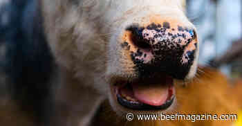 Identify signs of heat stress in cattle