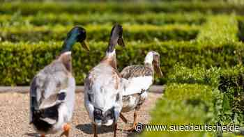 Tiere - Ansbach - Enten gehen im Hofgarten Ansbach auf Schneckenjagd - Bayern - SZ.de - Süddeutsche Zeitung - SZ.de