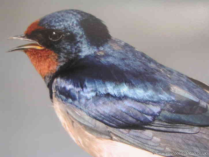 Nature Notes: Admiring the aerobatics of swallows