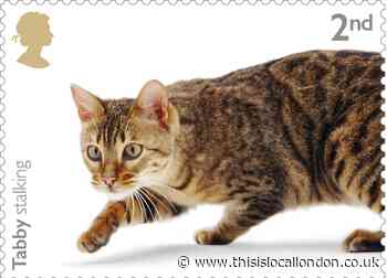 Royal Mail releases new cat-themed stamp collection - How to buy