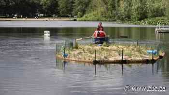 Floating island launched in Vancouver's Trout Lake meant to improve water quality - CBC.ca