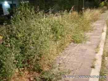Erba alta e marciapiedi impraticabili, protesta da via dei Castagni - Primonumero