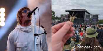 Il pezzo d'erba del festival di Liam Gallagher accumula un'offerta di £ 65.000 su eBay - Tebigeek - Tebigeek