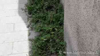 Erba incolta e allarme insetti in via Zenone a Salerno: "Usata per le deiezioni canine" - SalernoToday