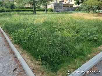 Erba alta, M5S: "A Torino fuori Ztl è una giungla". Tresso replica: "Task force del verde" - TorinOggi.it