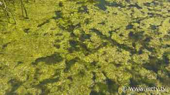 Leon County, environmental advocates meet to discuss concerns over Lake Munson algae - WCTV