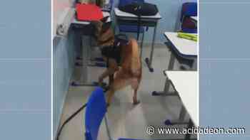 Capivari: cão farejador encontra maconha em mochila de aluno - ACidade ON - Araraquara, Campinas, Ribeirão Preto e São Carlos