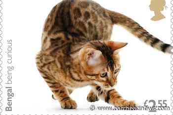 Purr-fect! New stamps capture cat quirks - Barrhead News