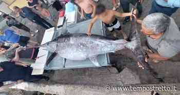 Catturato nelle acque dello Stretto di Messina pescespada di 245 chilogrammi. FOTO - Tempo Stretto