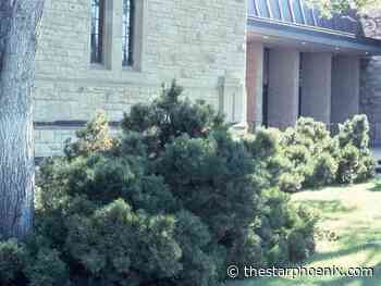 Gardening: Pines for the Prairies — Mugo pine