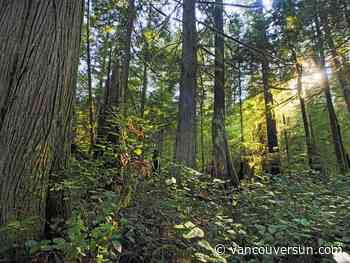Two arrested at Salisbury Creek logging blockade north of Kaslo - Vancouver Sun