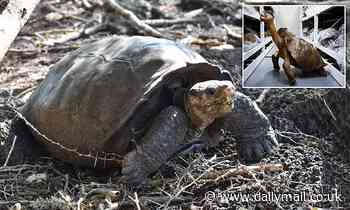 Giant tortoise thought to have died out more than a CENTURY ago is found on the Galápagos Islands