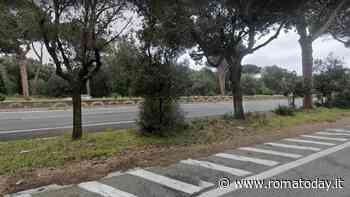 Cinghiali sulla Colombo, la proposta: "Abbassiamo i limiti di velocità"