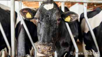 91 Rinder wegen "nicht artgerechter Haltung" von Hof abtransportiert - rbb24
