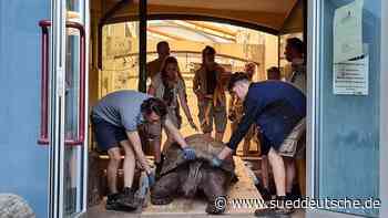 Riesenschildkröten aus Heidelberg vorübergehend in Prag - Süddeutsche Zeitung - SZ.de
