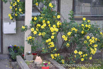 The Editor's Desk: How not to make coffee – Ashcroft Cache Creek Journal - Ashcroft Cache Creek Journal