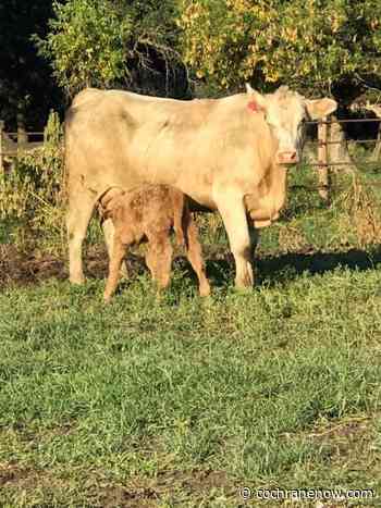 Thursday is a key deadline for Livestock Price Insurance - CochraneNow.com