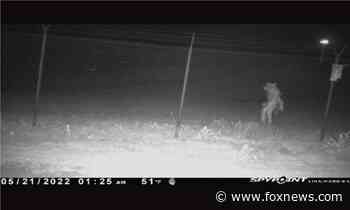 Unidentified object filmed outside Amarillo zoo, city officials ask for theories