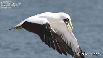 Bird rarely seen in North Carolina photographed flying on Ocracoke Island