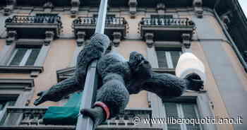 King Kong, opera di Fatboy e Street Art Frankey, è l'irriverente protagonista del Fuorisalone - Liberoquotidiano.it