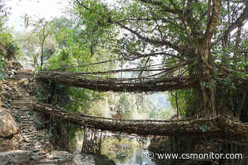 Indigenous ingenuity: India’s living bridges inspire architects - The Christian Science Monitor