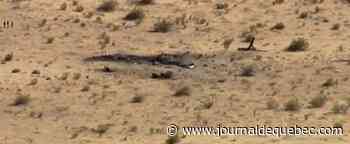 5 militaires tués dans un écrasement d'avion