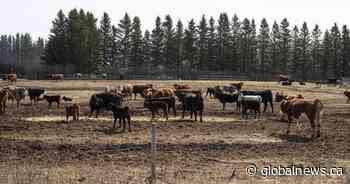 Agriculture Producers Association of Saskatchewan calls for livestock tax deferral - Global News