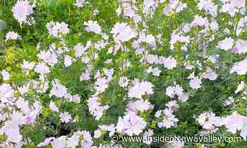 Renfrew Art Guild tips hat to blossoming artist gone too soon - Ottawa Valley News