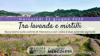 Tra lavanda e mirtilli: escursione sulle colline di Marostica con visita a due aziende agricole - VicenzaToday