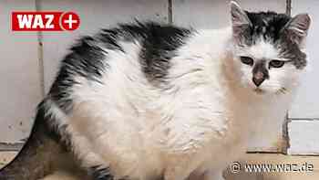 Witten: Katzenoma Berta sucht ein neues Zuhause - WAZ News