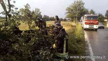 Temporali e grandine in città e provincia, allagamenti e danni: a Fidenza auto colpita da un grosso ramo - ParmaToday