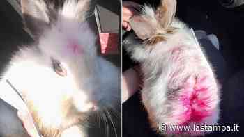 A Prato la storia di Fluo, il coniglio domestico colorato con vernice rossa abbandonato in un parco giochi per bambini - La Stampa