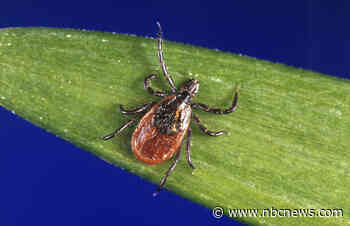Connecticut woman dies of tick-borne Powassan virus