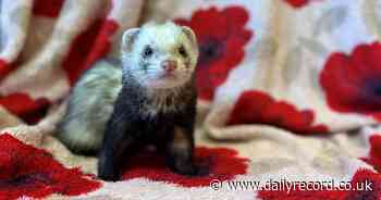 New homes wanted for dozens of 'cheeky' ferrets as Dundee locals urged to adopt - Daily Record