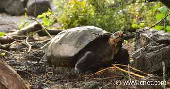 Giant Tortoise Is the First of Her Species Identified in Over 100 Years     - CNET
