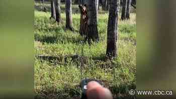 Sask. man's video of close encounter with bear goes viral