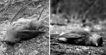 Gift-Anschlag im Kreis Coburg: Zahlreiche tote Tiere gefunden - Warnung an Eltern und Hundehalter - inFranken.de