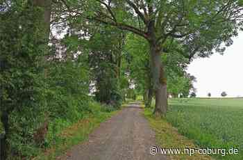 Allee am „Schleifer“ - BUND spricht sich gegen Fällung aus - Neue Presse Coburg